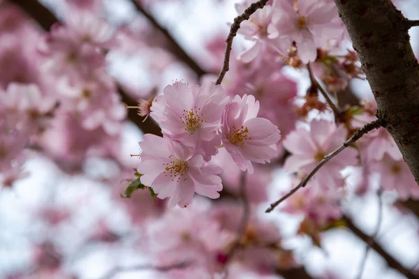 Um breve momento da estação na primavera é a floração da árvore sakura . — Fotografia de Stock