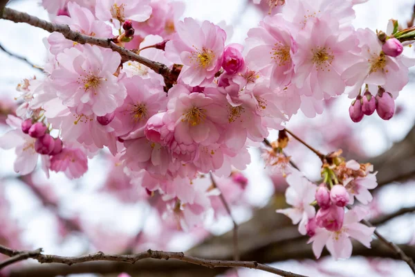 Un breve momento della stagione in primavera è la fioritura dell'albero di sakura. — Foto Stock