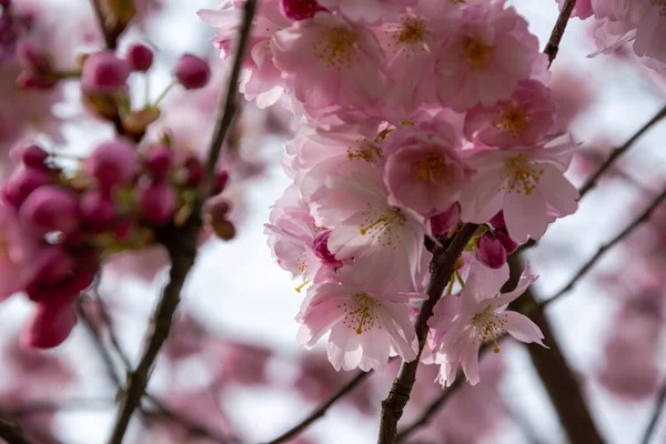 Um breve momento da estação na primavera é a floração da árvore sakura . — Fotografia de Stock