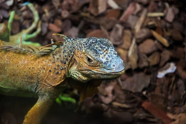 Renkli egzotik iguanayı kapat. Sert ve nişanlı göz..