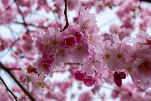 Ein kurzer Saisonmoment im Frühling ist die Blüte des Sakura-Baumes. — Stockfoto