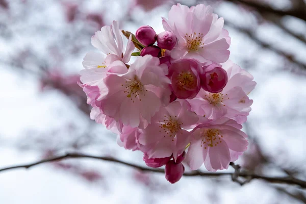 Одним коротким сезонным моментом весны является расцвет сакуры . — стоковое фото