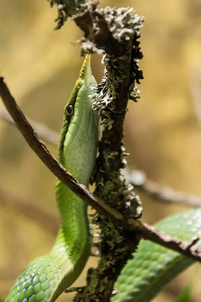 A small and unusual green snake with a sharp nose, crawling up the branch. — Stock Photo, Image