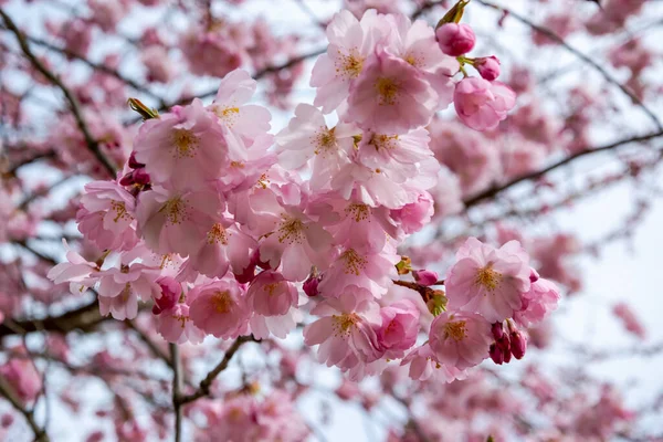 Un breve momento de temporada en primavera es la floración del árbol de sakura . — Foto de Stock