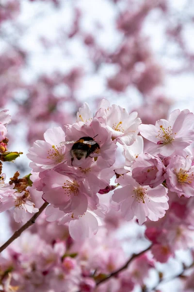 Arı çiçek açan sakura çiçeklerinde nektar arıyor. Baharda kısa bir mevsim.