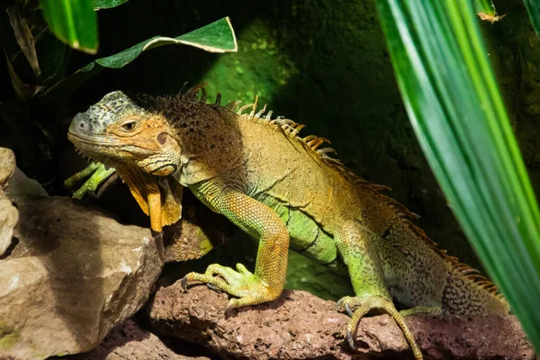 Renkli egzotik iguana yeşil çimenlerde saklanıyor..