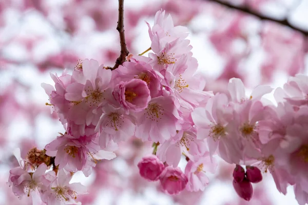Un breve momento de temporada en primavera es la floración del árbol de sakura . — Foto de Stock