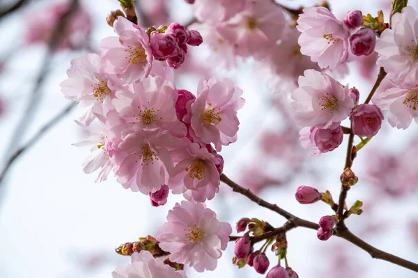 봄의 짧은 한 순간은 사쿠라 나무가 피어나는 것이다. — 스톡 사진