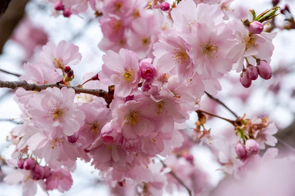 Ein kurzer Saisonmoment im Frühling ist die Blüte des Sakura-Baumes. — Stockfoto