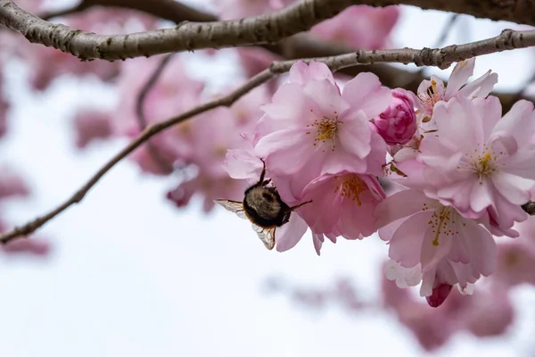 Die Biene ist auf der Suche nach Nektar in blühenden Sakura-Blumen. Ein kurzer Saisonmoment im Frühling. — Stockfoto