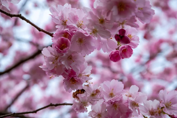 Um breve momento da estação na primavera é a floração da árvore sakura . — Fotografia de Stock