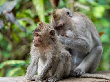 Two monkey in the secred monkey forest in Ubud, Bali Indonesia, 