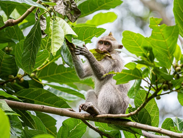 A monkey in the secred monkey forest in Ubud, Bali Indonesia eat
