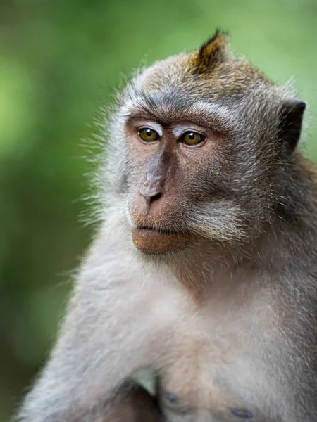 Un mono en el bosque de monos secred en Ubud, Bali Indonesia clo — Foto de Stock