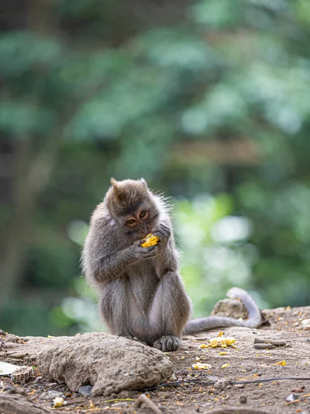 Un mono en el bosque de monos secred en Ubud, Bali Indonesia, ea — Foto de Stock