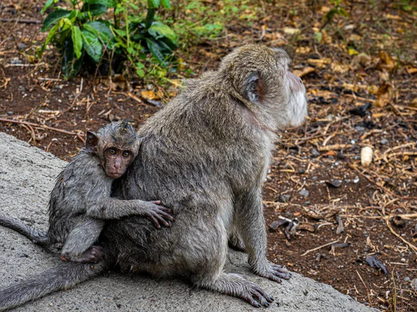 Dos monos junto al templo uluwatu en Bali Indonesia, jóvenes — Foto de Stock