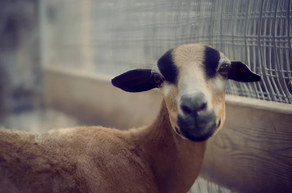 cute animal in the zoo