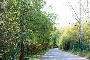 Yaprak döken ormanda asfalt yol