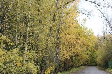 Sonbaharın başlarında yaprak döken ormanda