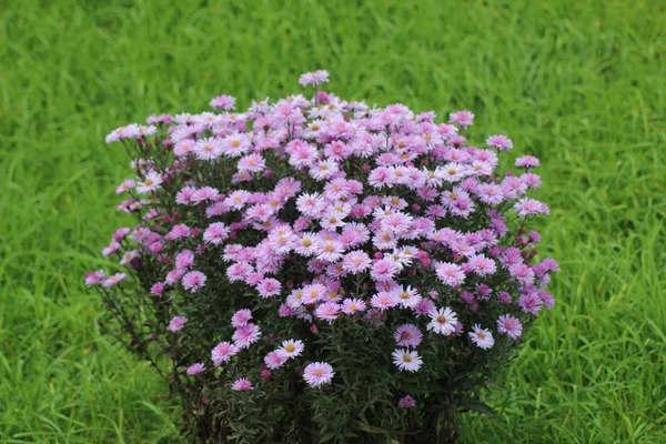 Bush Flores Otoño Púrpura Crisantemos — Foto de Stock