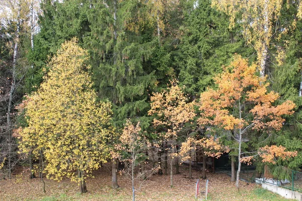 Frühherbst Laubwald — Stockfoto