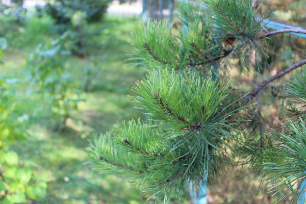 Ein Zweig Eines Nadelbaumes Aus Nächster Nähe — Stockfoto