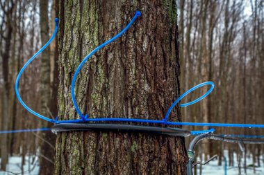 İlkbaharda akçaağaç özü topluyorum. Modern plastik musluk bir akçaağaç özsuyu toplamak için takılı. Kanada mı? Quebec 'te. Seçici odaklanma. Yatay oryantasyon. Boşluğu kopyala.
