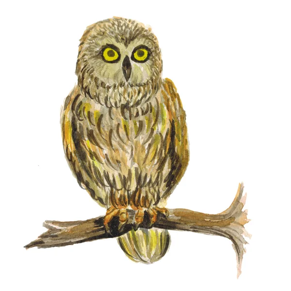 Рисунок совы акварелью — стоковое фото