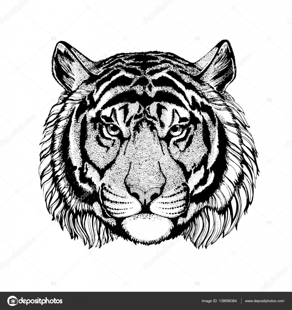 Vector tiger for tattoo, sport logo, t-shirt, poster Stock Vector Image by ©Helen_F #138696364 Vector tiger for tattoo, sport logo, t-shirt, poster Stock Vector Image by ©Helen_F #138696364