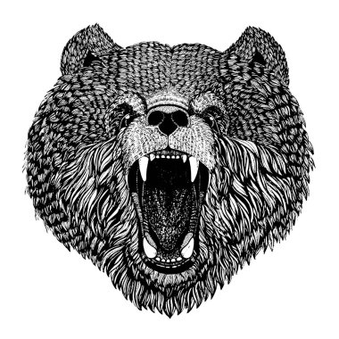 Dövme, t-shirt, posterler elle çizilmiş illüstrasyon için vahşi ayı vektör görüntü
