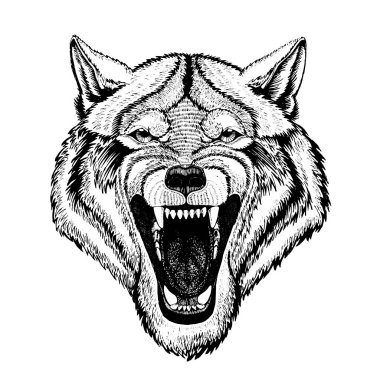 Vektör vahşi kurt dövme, tişört, spor logo