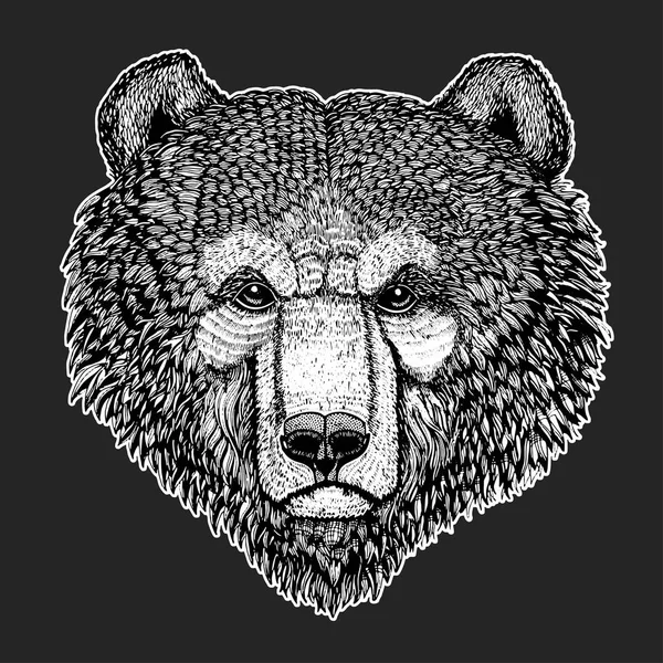 Urso selvagem Imagem vetorial para tatuagem, t-shirt, cartazes ilustração desenhada à mão — Vetor de Stock