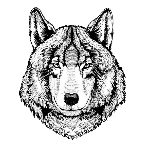 Vetor lobo selvagem para tatuagem, t-shirt, logotipo do esporte —  Vetores de Stock