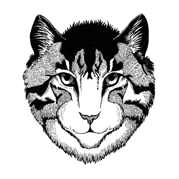 Gato selvagem Imagem desenhada à mão Isolado no fundo branco — Fotografia de Stock