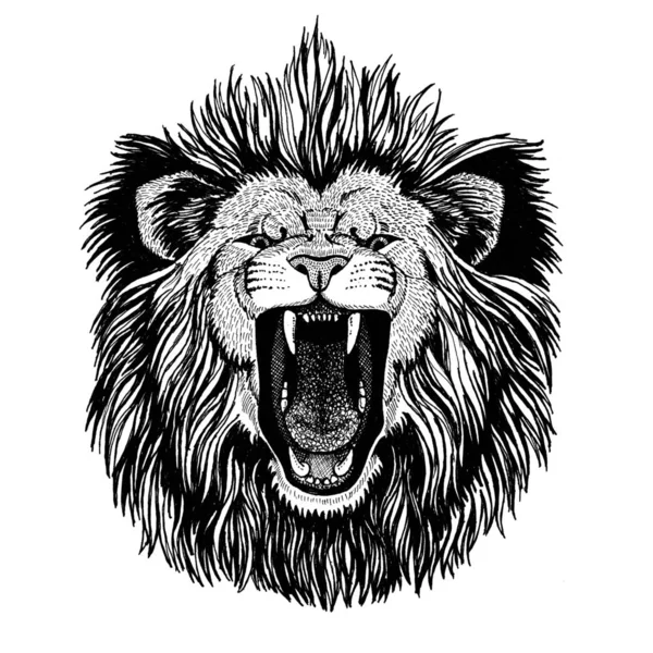 Wild cat King lion Roaring lion Royalty Free Stock Photos