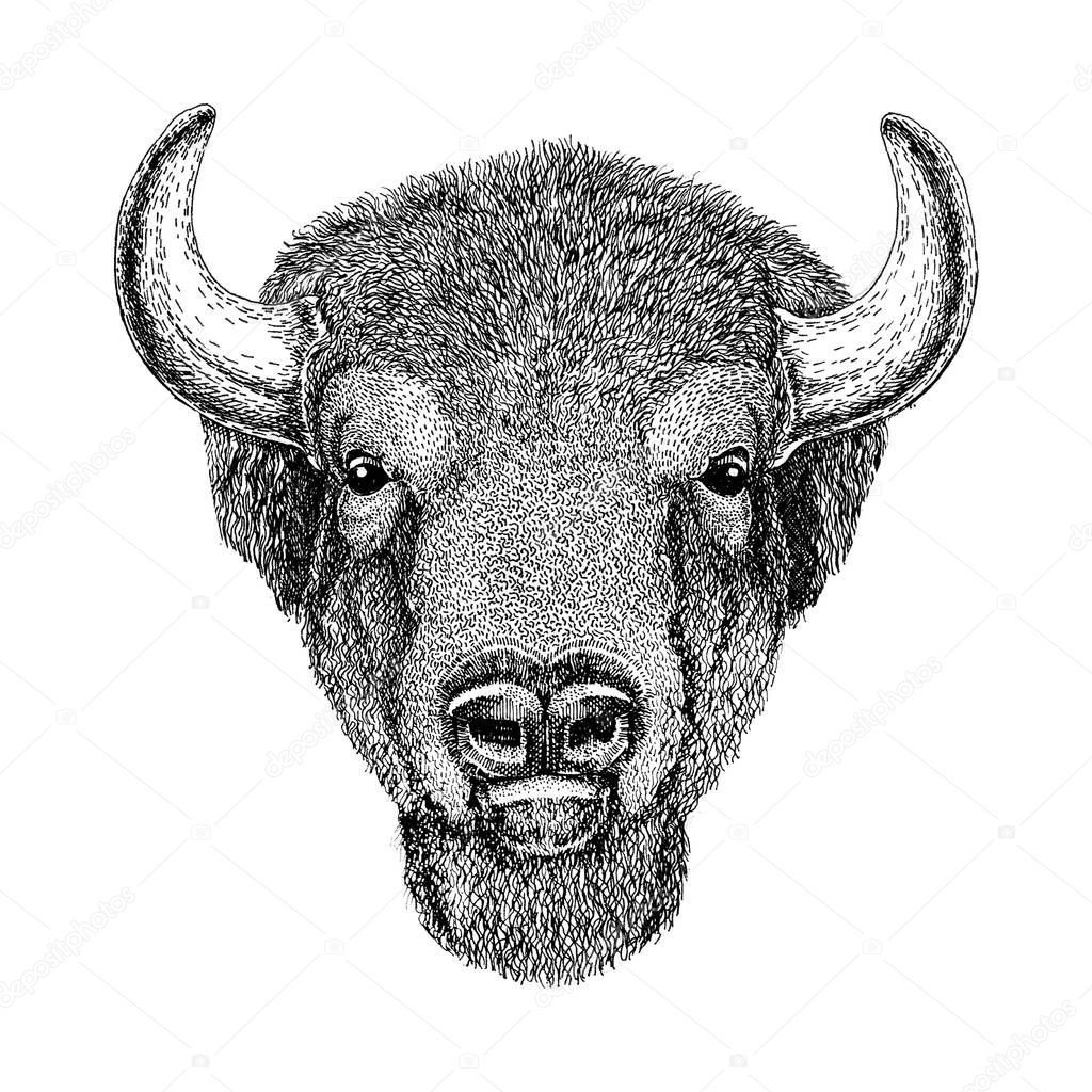 Wild Bison Large mammal Hand drawn image