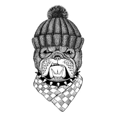 Bulldog görüntü dövme, logo, amblem, rozet tasarım için