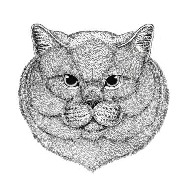 Brithish asil kedi dövme, logo, amblem, rozeti ne erkek elle çizilmiş örnek yama Isolated beyaz arka plan üzerinde