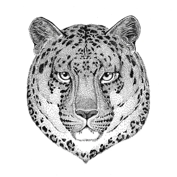 Gato salvaje leopardo gato o montaña pantera ilustración dibujada a mano para tatuaje, emblema, insignia, logotipo, parche — Foto de Stock