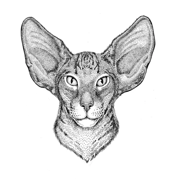 Orientális macska, nagy fülek kézzel rajzolt ábra, tetoválás, jelkép, jelvény, embléma, javítás — Stock Fotó