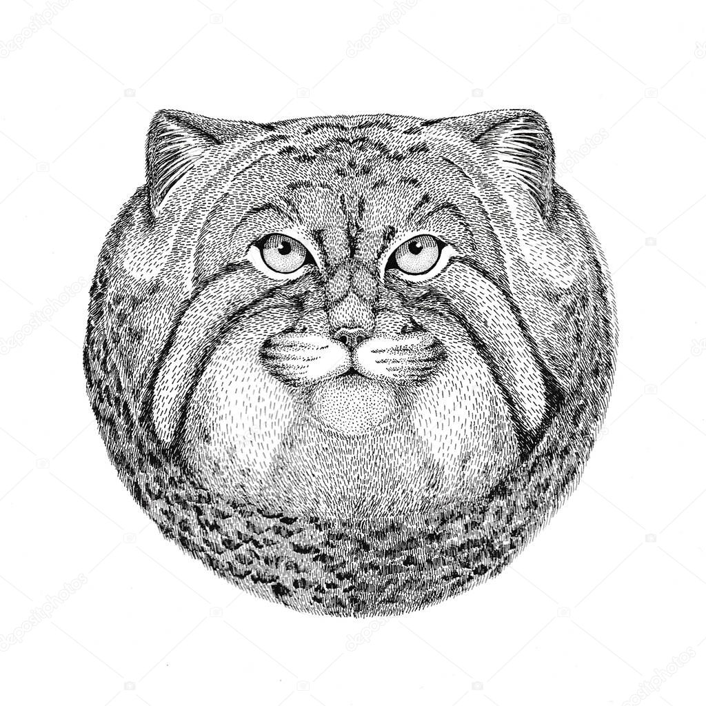 Wild cat Manul Hand drawn illustration for tattoo, emblem, badge, logo, patch