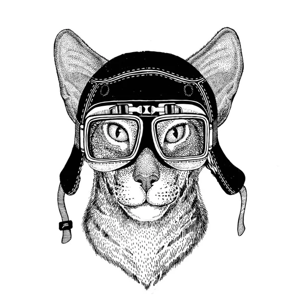 Images vintage de chat oriental pour la conception de t-shirt pour moto, vélo, moto, scooter club, aero club — Photo