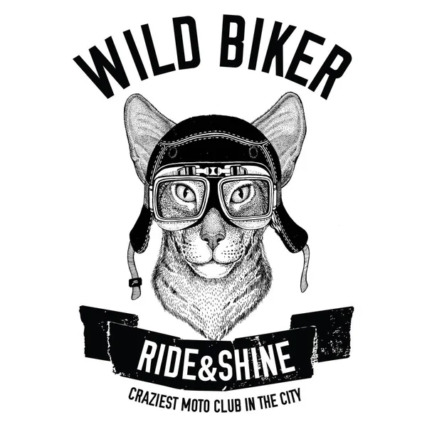 Винтажные изображения восточного кота для дизайна футболки для мотоцикла, велосипеда, мотоцикла, скутера, аэроклуба — стоковое фото