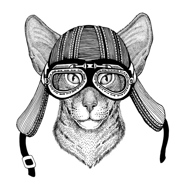Orientalisk katt med stora öron Hand dras bild av djuret bär motorcykelhjälm för t-shirt, tatuering, emblem, badge, logotyp, patch — Stockfoto