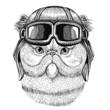 Kabarık Farsça kedi giyen deri kask Aviator, motosiklet, motosiklet portresi el dövme, amblem, rozet, logo, yama için çizilen illüstrasyon