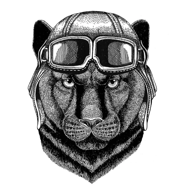 Panter Puma Cougar vahşi kedi giyen deri kask Aviator, motosiklet, motosiklet el dövme, amblem, rozet, logo, yama için çizilen illüstrasyon — Stok fotoğraf