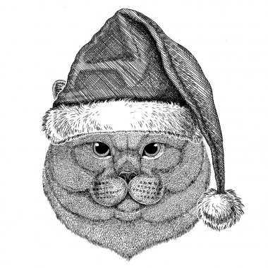 Brithish asil kedi Noel şapka yeni yıl arifesi neşeli Noel ve mutlu yeni yıl Hayvanat Bahçesi yaşam tatil kutlama Santa Claus şapka giyiyor