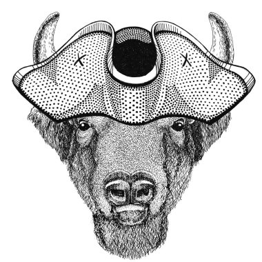 Buffalo, bison, öküz, hayvan giyen korsan şapkası Cocked hat, tricorn denizci, denizci, mariner veya gemici boğa