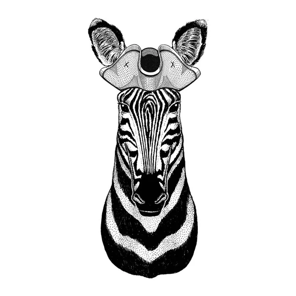 Zebra Horse pirate hat Cocked hat, tricorn Sailor, seaman, mariner, or seafarer — Stock Photo, Image