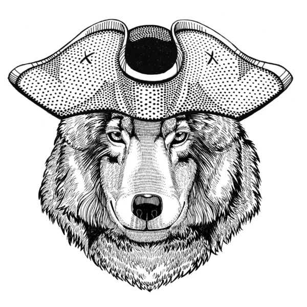 Wolf Dog pirate hat Cocked hat, tricorn Sailor, seaman, mariner, or seafarer — Stock Photo, Image